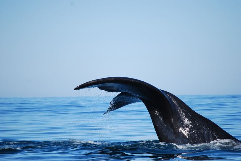 Misty Waves Boutique Hotel Special – 2 Nights in Hermanus and see the whales!