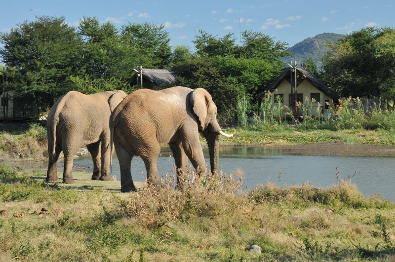 Tau Game Lodge Special – Madikwe Madness.